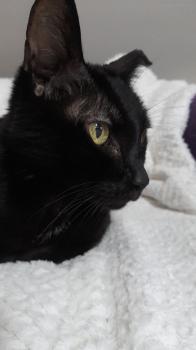 Bild von Bella
