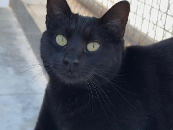 Romeo Bild von Romeo