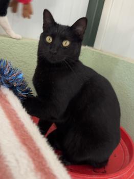 Romeo Bild von Romeo