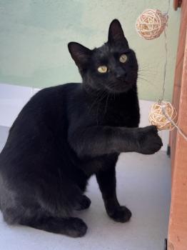Romeo Bild von Romeo