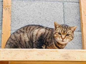Lumbre Bild von Lumbre