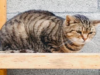 Lumbre Bild von Lumbre
