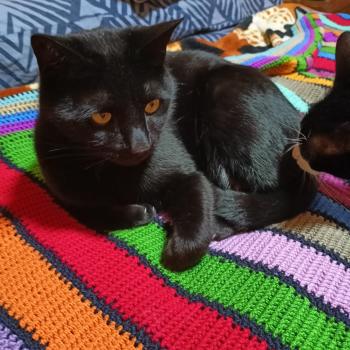 Rocky Bild von Rocky