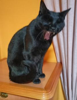 Rocky Bild von Rocky