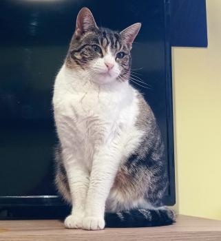 Nika Bild von Nika