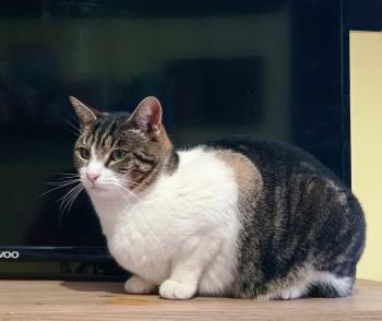 Nika Bild von Nika