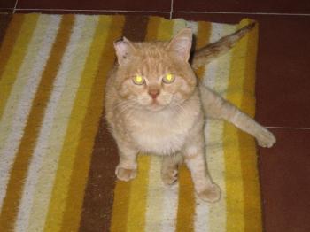 Garfield Bild von Garfield