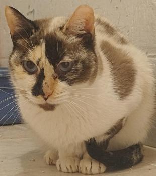Lizzy Bild von Lizzy