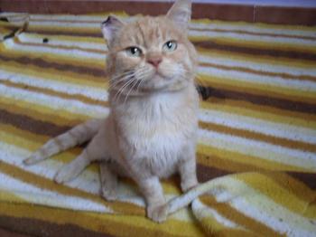 Garfield Bild von Garfield