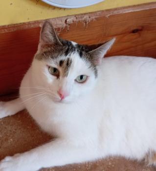 Porthos Bild von Porthos