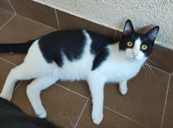 Bild von Tico