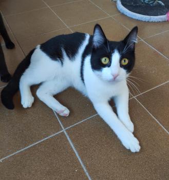 Bild von Tico