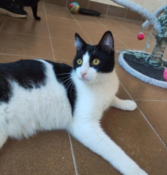 Bild von Tico