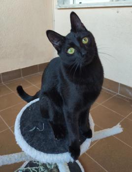 Bild von Camelia