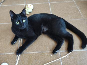 Bild von Camelia