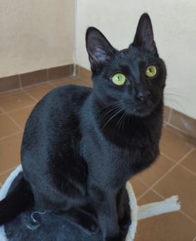 Bild von Camelia
