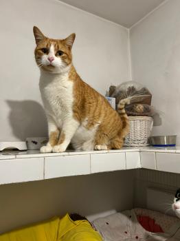 Joplin Bild von Joplin