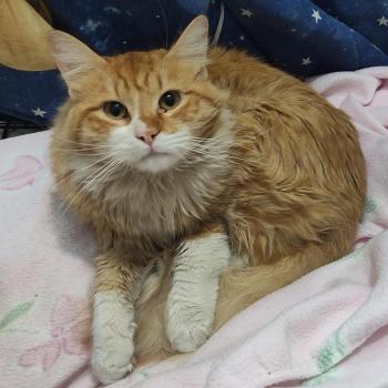 Cheeto Bild von Cheeto