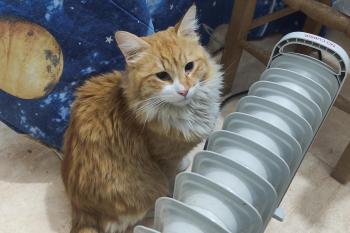 Cheeto Bild von Cheeto