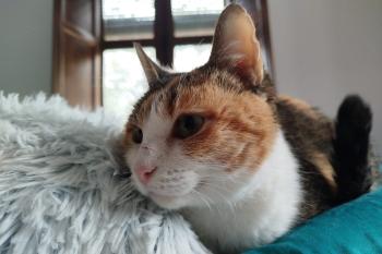 Caterina Bild von Caterina