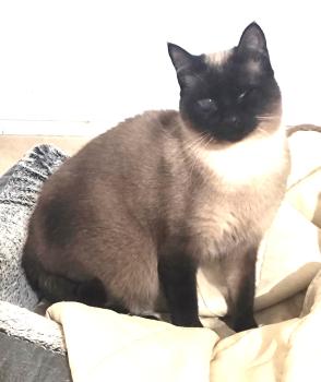 Silvana Bild von Silvana