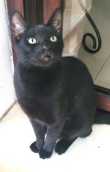 Vampi Bild von Vampi