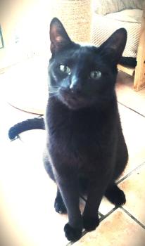 Vampi Bild von Vampi