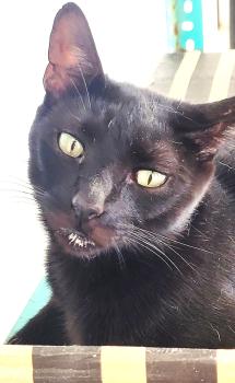 Vampi Bild von Vampi