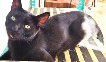 Vampi Bild von Vampi