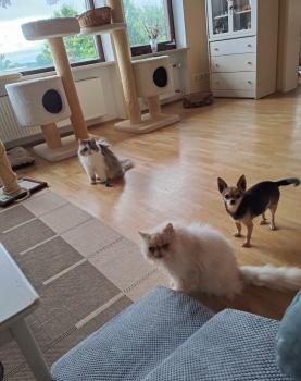 Bild von Pumuckl
