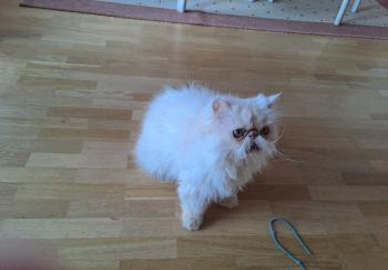 Bild von Pumuckl