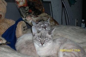 Romy Bild von Chanel