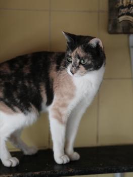 Peti Bild von Peti