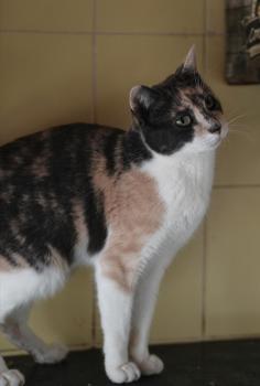 Peti Bild von Peti