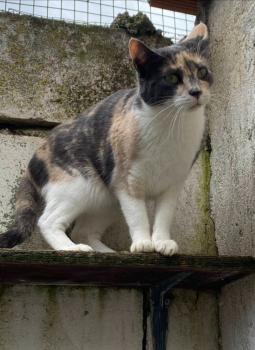 Peti Bild von Peti