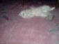 Roy Bild von Roy
