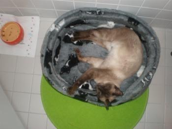 Siamesa Bild von Siamesa