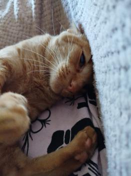 George Bild von George