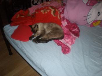 Siamesa Bild von Siamesa