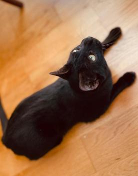 Milo Bild von Milo
