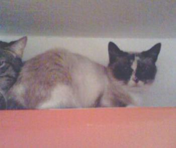Sarah Bild von Sarah