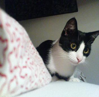 Bibo Bild von Bibo