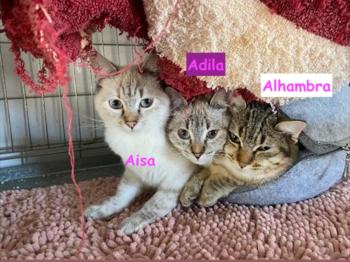 Adila Bild von Adila