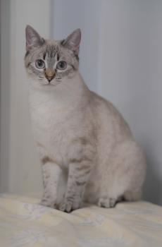 Adila Bild von Adila