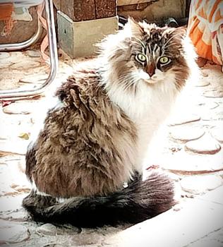 Lander Bild von Lander