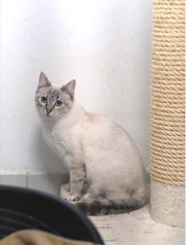 Adila Bild von Adila