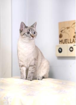 Adila Bild von Adila