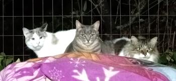 Angelica Bild von Angelica