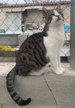 Horus Bild von Horus