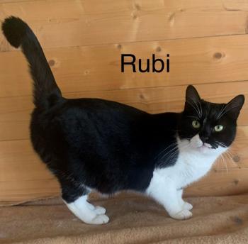 Bild von Rubi